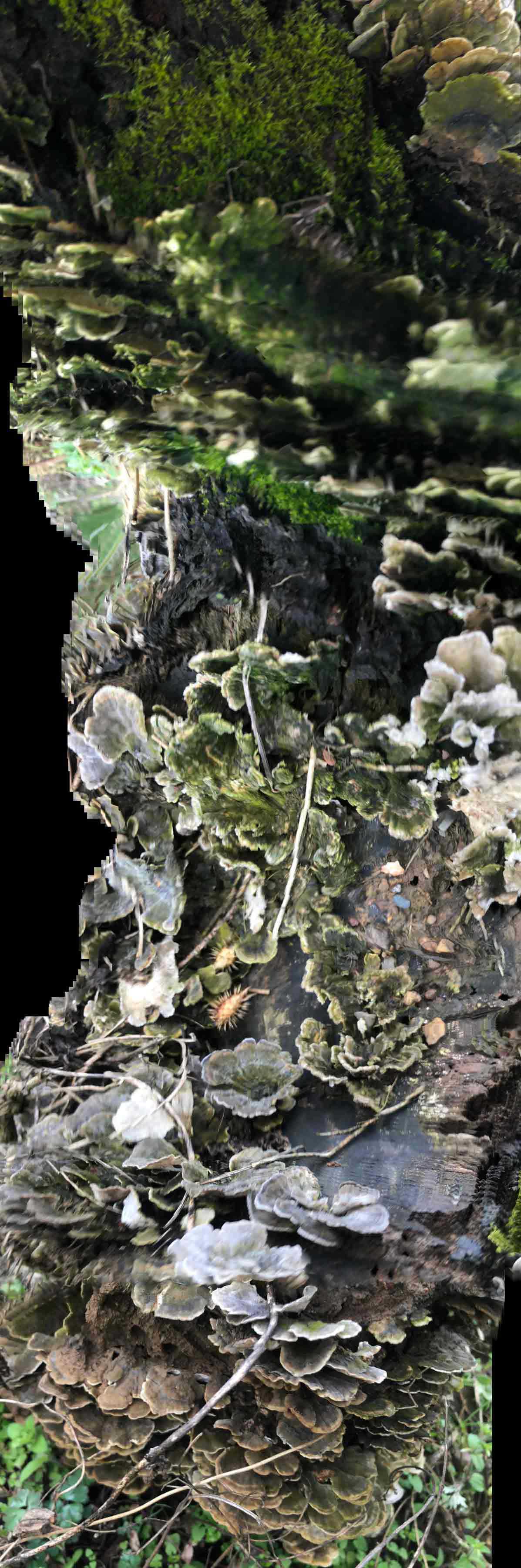 a fractured fungal architecture was discovered. The overall architecture shape is like a twisted column and is covered by some green mosses. 