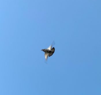 Image of a single pigeon in a blue sky