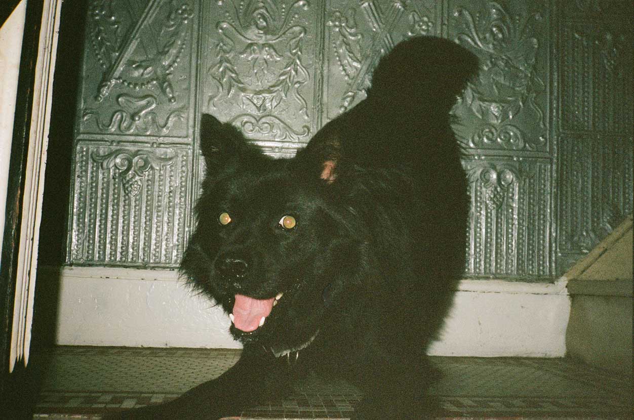 An analogue photograph of a black dog with medium-long hair playing, his eyes are reflecting the camera flash and appear green, his mouth is open with white teeth and a pink tongue, as if he's smiling. The dog is in a hallway with reflective tin textured walls, 1930s patterns like fleur-de-lis and swords. The dog appears to be in an entryway.